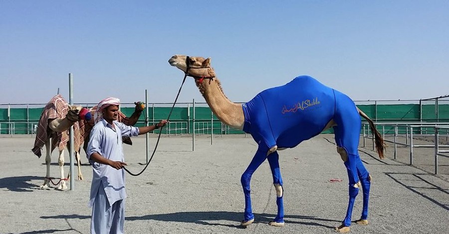 На Ближнем Востоке для гоночных верблюдов создали  костюмы из лайкры