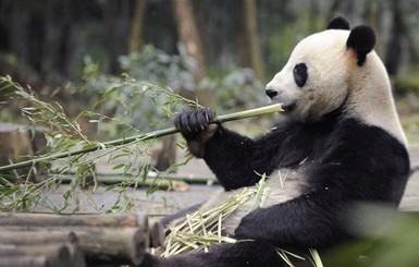 В Китае из-за вируса гибнут панды