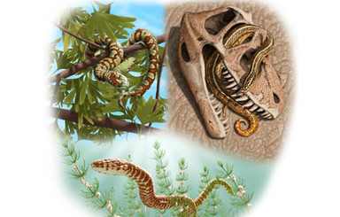 Ученые: древние змеи имели ноги