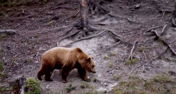 В Карпатах два друга избили медведя