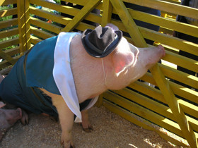 На конкурсе красоты свиней заставили голодать 