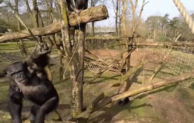В Нидерландах шимпанзе сбил беспилотник
