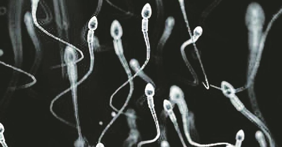 Из сперматозоидов ученые понаделали миниатюрных роботов