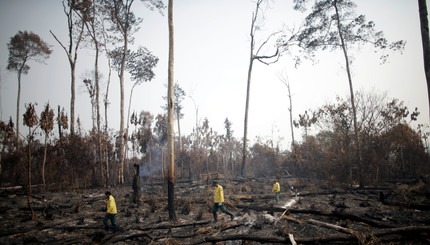 Последствия пожара в джунглях Амазонки