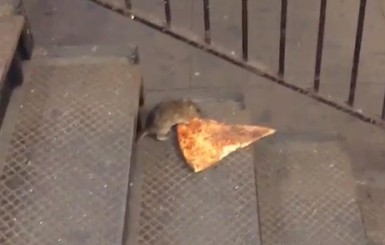Интернет взорвала крыса, которая без ума от пиццы