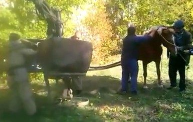 В Киевской области из колодца достали коня