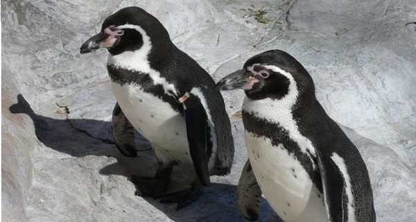 Немецкая полиция расследует дело о похищении трех пингвинов