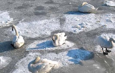 Жительница Житомирской области просит спасти 70 лебедей