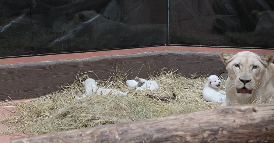 В зоопарке под Киевом родились белые львята