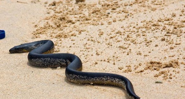 В Буэнос-Айресе закрыли пляжи из-за нашествия ядовитых змей