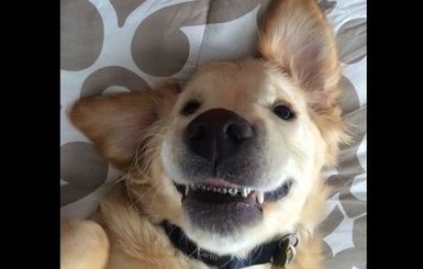 Американский ветеринар нацепил на пса брекеты для зубов