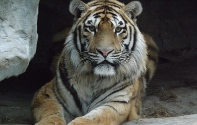 В запорожском зоопарке за животными можно наблюдать он-лайн