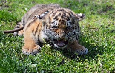 Николаевским краснокнижным тигрятам не могут найти семью