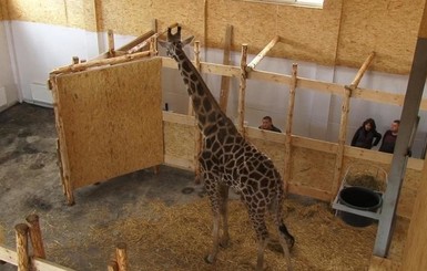 В Одессе жираф есть, а зоопарк еще не построили