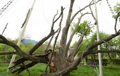 Запорожский 700-летний дуб тихо умирает