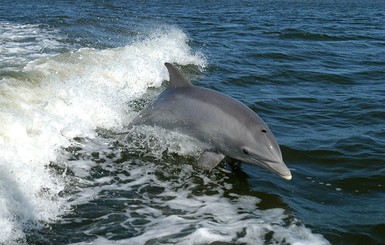 Из санатория в Винницкой области украли двух дельфинов 