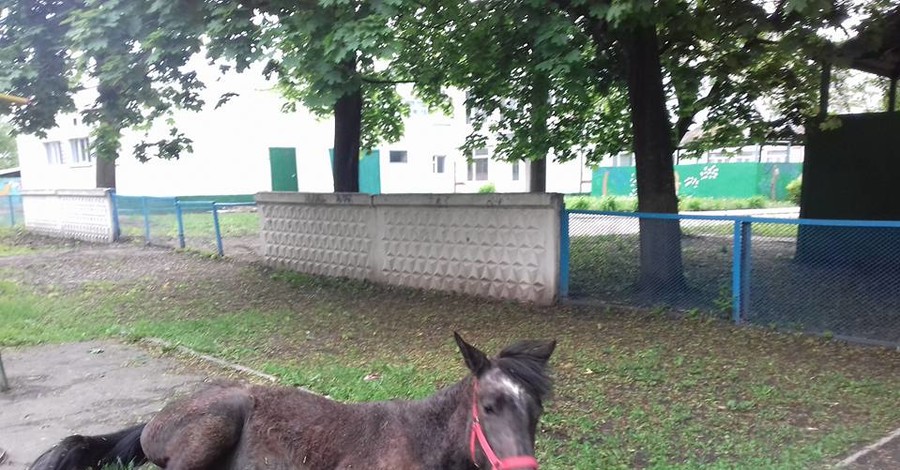 Шестимесячного жеребенка бросили голодать в одном из дворов Харькова