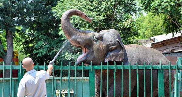 В Одесском зоопарке устроили большую слономойку