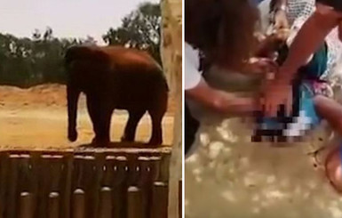 В зоопарке Марокко слон бросил камень в 7-летнюю девочку
