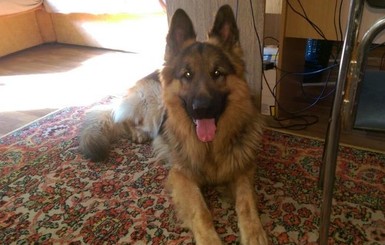 Собака-сирота будет служить в полиции Днепра