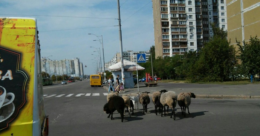 В Киеве стадо овец остановило движение автомобилей