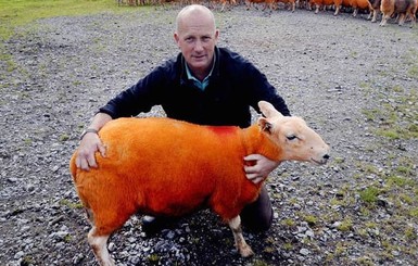 Британский фермер от отчаяния покрасил 800 овец в оранжевый