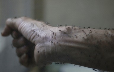 В штате Техас впервые зафиксировано заражение вирусом Зика через укус комара