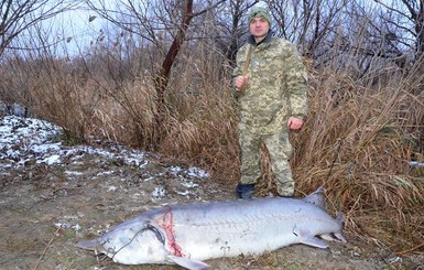 В Одесской области убили двухметровую белугу, занесенную в Красную книгу