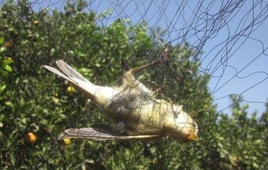 На территории британской военной базы на Кипре убиты 800 тысяч птиц