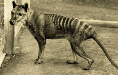 В Австралии заметили зверя, вымершего 80 лет назад