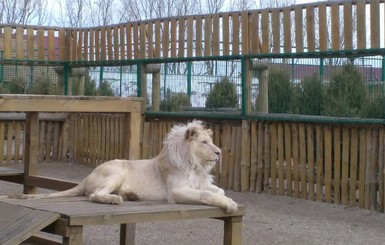 Белоухий львенок из Бердянского зоопарка обзавелся белоснежной гривой