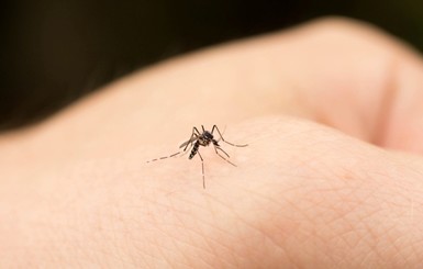 Кого и почему любят кусать комары?