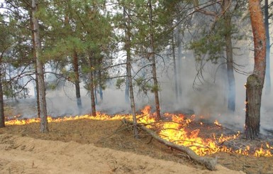 В Херсонской области пожар охватил 20 гектаров леса