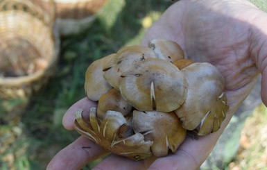 Сезон грибов 2018: лучшие грибные места Украины