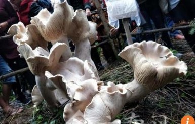 В Китае найден гигантский гриб с несколькими шляпками