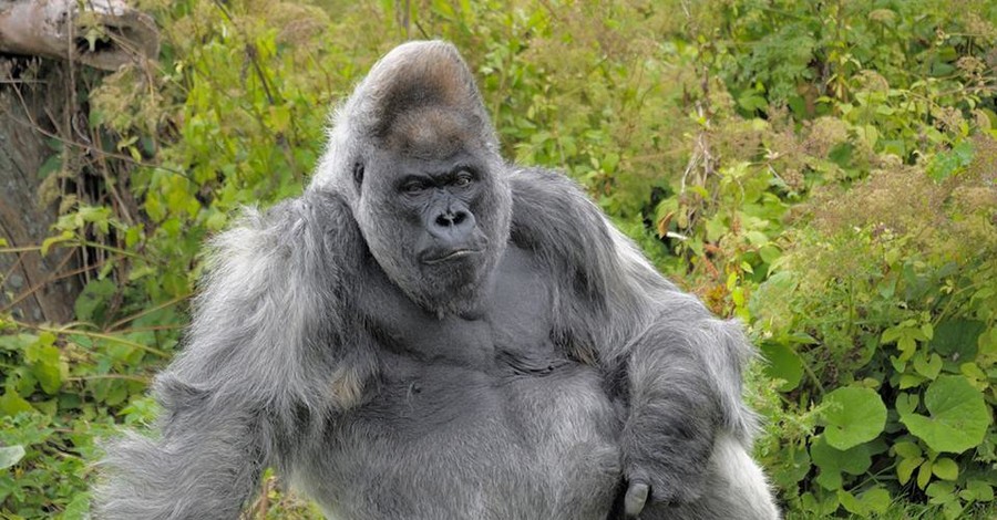 В Великобритании умерла одна из старейших горилл мира