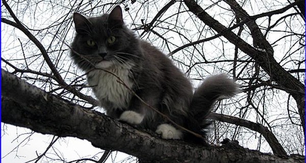 Запорожец хотел спасти кота – застрял на дереве