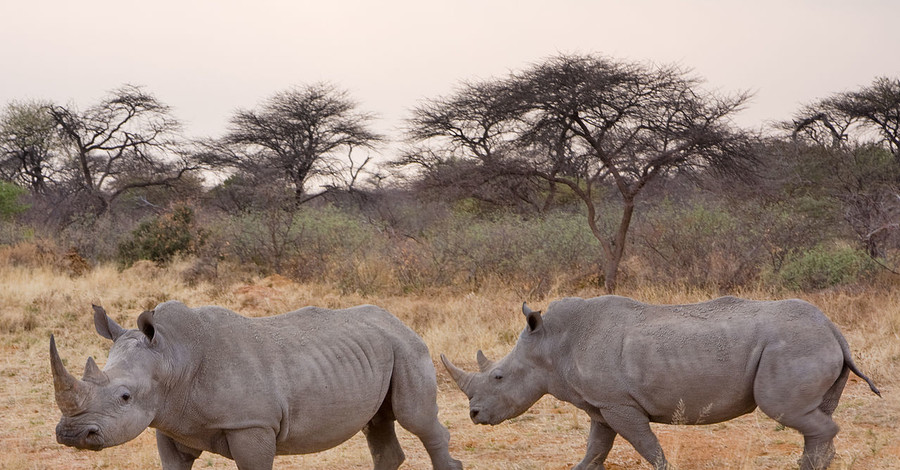 Носорогов спасут с помощью ЭКО 