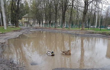 В Харькове в луже посреди дороги поселились утки