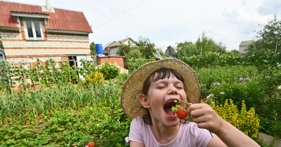 Клубничный сезон: определяем откуда привезли ягоду – из Закарпатья, Киева или Турции