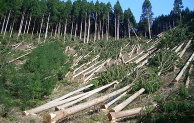 Лес рубят, деньги летят: кто виноват в незаконной вырубке карпатских лесов