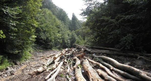 Правительство начнет бороться с контрабандой леса... отчетами 