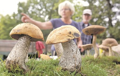 Как вырастить грибы на участке