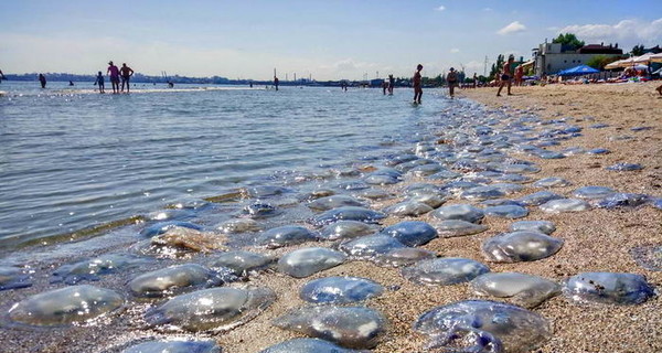 Одесские пляжи усеяны мертвыми медузами