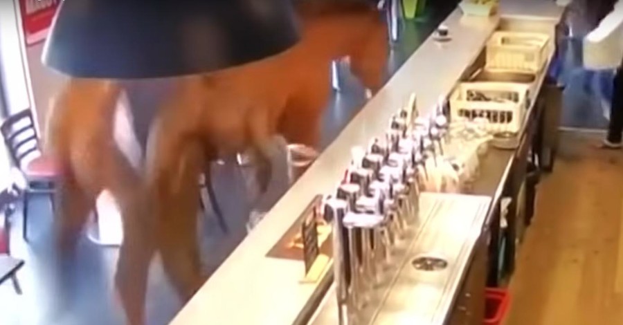 Взбесившийся конь ворвался во французский бар и распугал посетителей