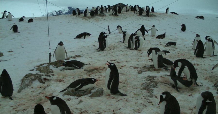 Украинским школьникам поручили пересчитать всех пингвинов Антарктиды