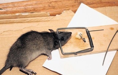 В Днепре крысы и мыши массово 
