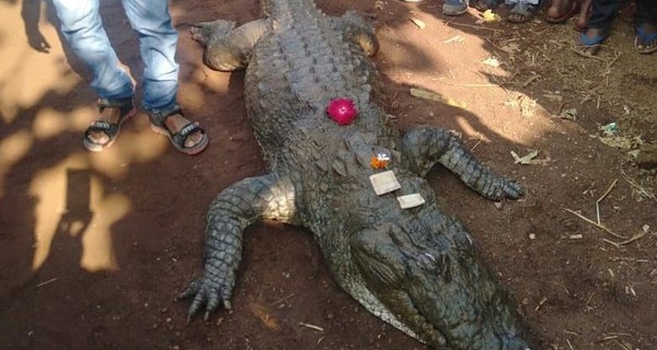 В Индии 500 человек пришли на похороны крокодила