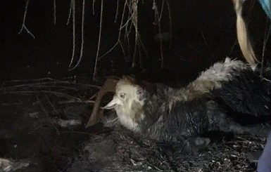 В Запорожье из реки спасли покусанного собаками козла