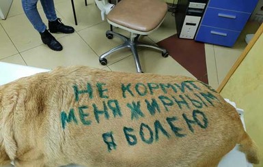 В Днепре волонтеры, чтобы спасти собаку от ожирения, сделали на ней надпись 